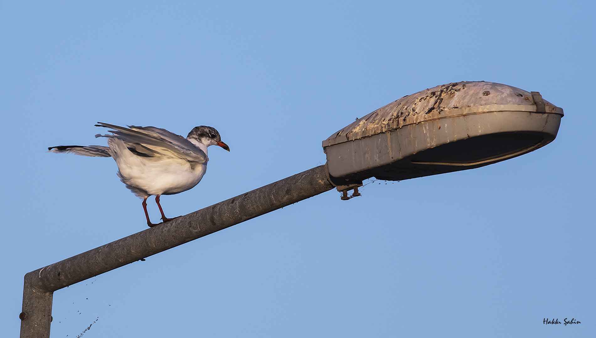Mediterranean Gull
